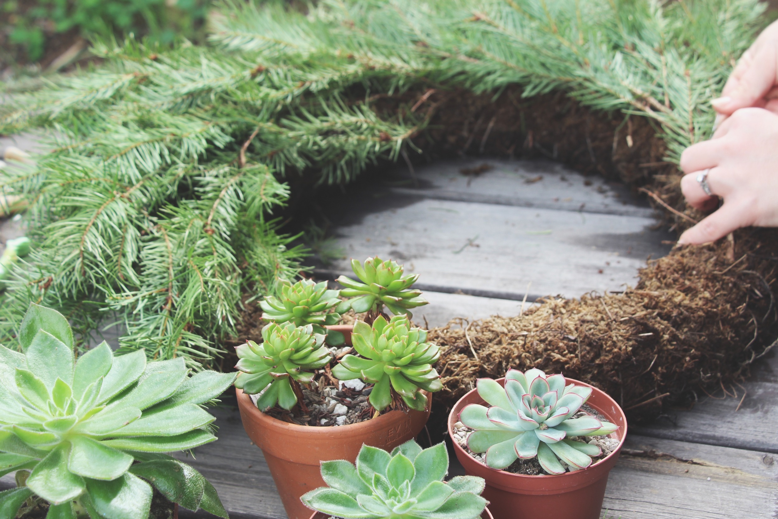 DIY Living Christmas Wreath with Succulents via Needles + Leaves